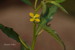 Ludwigia perennis